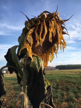 Wilted sunflower in North Carolina.